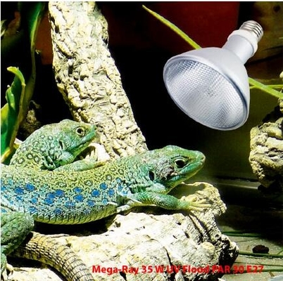 FTL Vollspektrum Reptilien HID Lampe 35W 6500k UVB Glühbirne 6000K Tageslicht Warnung CE/ROHS zertifiziert
